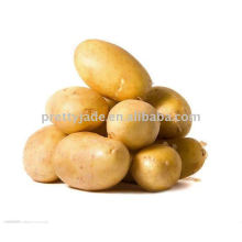 Potato supplier
